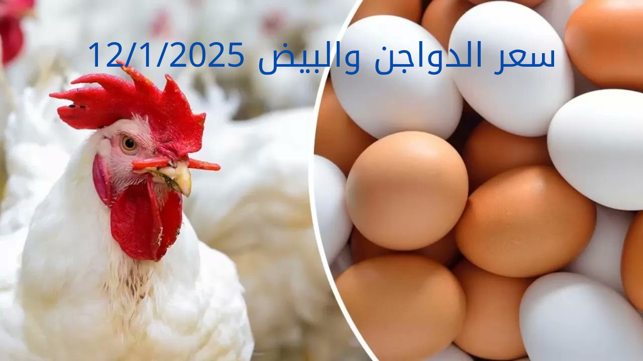 سعر الدواجن والبيض اليوم الأحد 12-1-2025